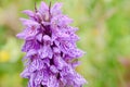 Broad-leaved marsh orchid, Dactylorhiza majalisÃÂ subsp.ÃÂ praetermissa, pink flower and dragonfly close-up